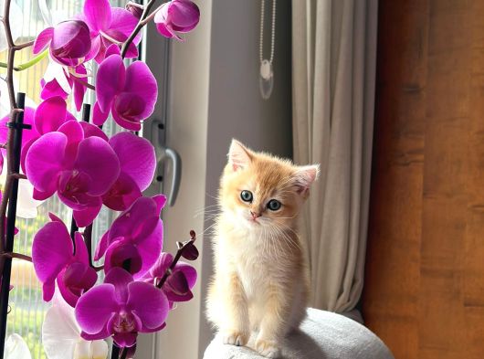 Safkan British Golden Bebekler
