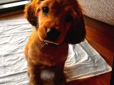 Toby - 3 Aylık - Erkek Cocker Spaniel İstanbul