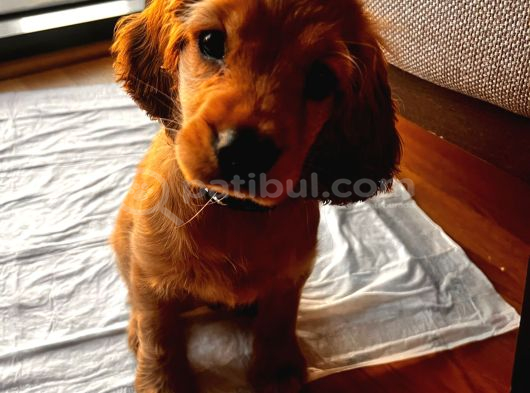 Toby - 3 Aylık - Erkek Cocker Spaniel İstanbul görsel