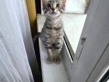 25 Aylık Çok Oyuncu Bebek Kedi İstanbul