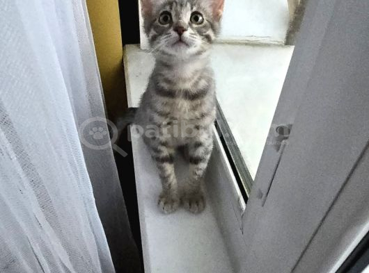 25 Aylık Çok Oyuncu Bebek Kedi İstanbul görsel