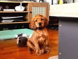 Toby - 3 Aylık - Erkek Cocker Spaniel İstanbul