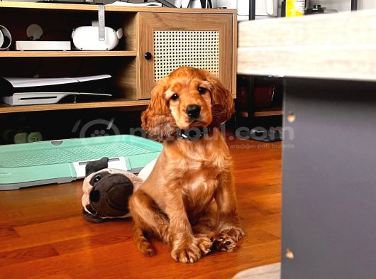 Toby - 3 Aylık - Erkek Cocker Spaniel İstanbul
