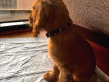 Toby - 3 Aylık - Erkek Cocker Spaniel İstanbul