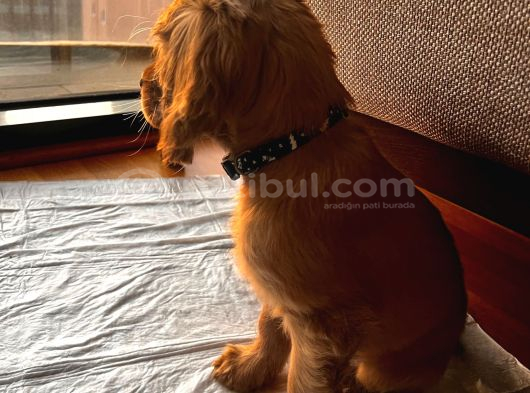 Toby - 3 Aylık - Erkek Cocker Spaniel İstanbul görsel