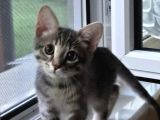 25 Aylık Çok Oyuncu Bebek Kedi İstanbul