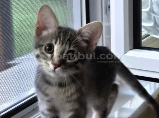 25 Aylık Çok Oyuncu Bebek Kedi İstanbul görsel