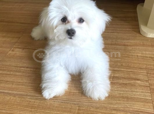 Maltese Terri̇er Yavrular