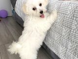 Maltese Terri̇er Yavrular