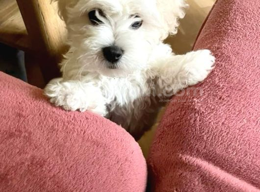Maltese Terri̇er Yavrular görsel