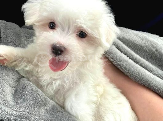 Maltese Terri̇er Yavrular görsel