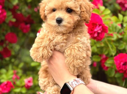 Malti̇poo Ci̇nsi̇ Yavrular Ev Üreti̇mi̇ görsel