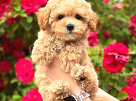 Malti̇poo Ci̇nsi̇ Yavrular Ev Üreti̇mi̇