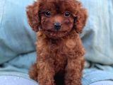 Toy Poodle Yavrular Ev Üreti̇mi̇