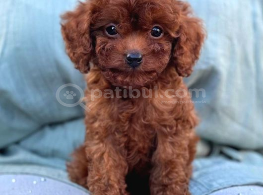 Toy Poodle Yavrular Ev Üreti̇mi̇ görsel