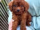 Toy Poodle Yavrular Ev Üreti̇mi̇