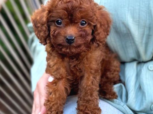 Toy Poodle Yavrular Ev Üreti̇mi̇ görsel