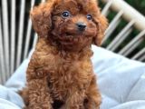 Toy Poodle Yavrular Ev Üreti̇mi̇