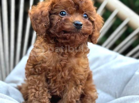 Toy Poodle Yavrular Ev Üreti̇mi̇ görsel