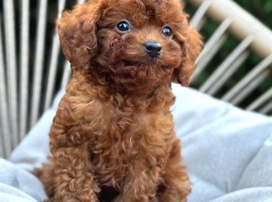 Toy Poodle Sevi̇mli̇ Yavrular Ev Üreti̇mi̇ görsel