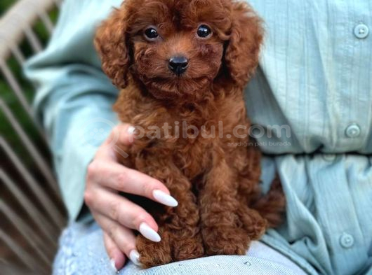 Toy Poodle Yavrular Ev Üreti̇mi̇