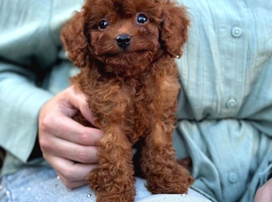 Toy Poodle Yavrular Ev Üreti̇mi̇ görsel