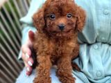 Toy Poodle Yavrular Ev Üreti̇mi̇