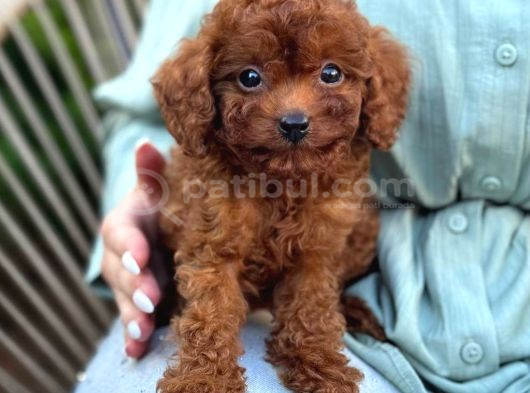 Toy Poodle Yavrular Ev Üreti̇mi̇ görsel