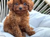 Toy Poodle Sevi̇mli̇ Yavrular Ev Üreti̇mi̇