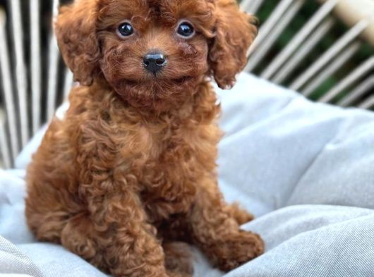 Toy Poodle Sevi̇mli̇ Yavrular Ev Üreti̇mi̇