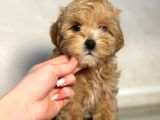 Malti̇poo Yavruları