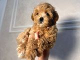 Malti̇poo Yavruları