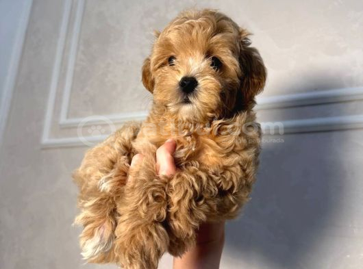 Malti̇poo Yavruları görsel