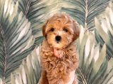 Malti̇poo Yavruları