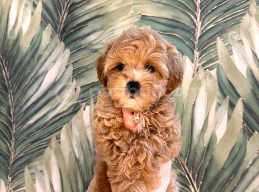 Malti̇poo Yavruları görsel