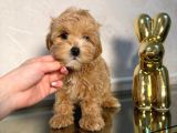 Malti̇poo Yavruları