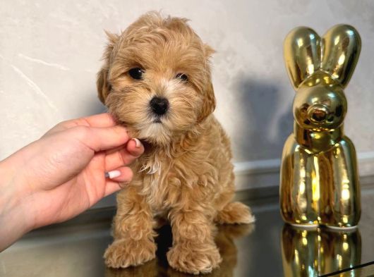 Malti̇poo Yavruları görsel