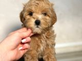 Malti̇poo Yavruları