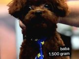 En İyisini Isteyene Dark Redbrown Kore Teacup Poodle