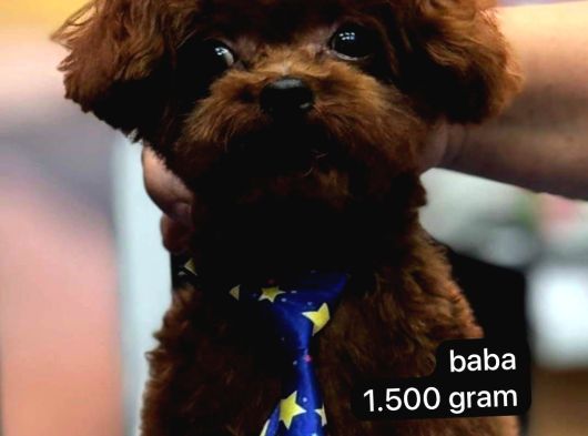En İyisini Isteyene Dark Redbrown Kore Teacup Poodle görsel