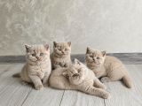 Koca yanak Nadir Özel Renk Lilac-British Shorthair Yavruları