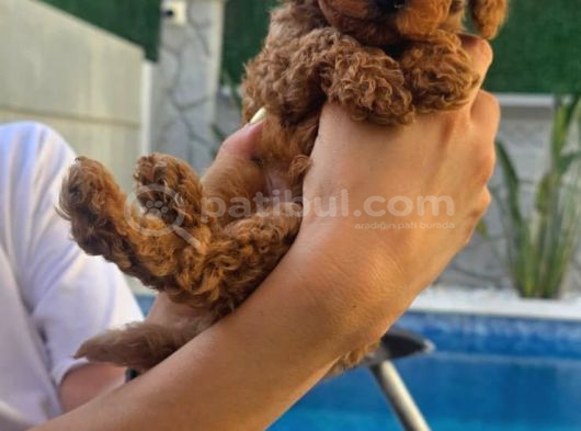 40 Günlük Koyu Renk Erkek Teacup Toy Poodle Yavrular görsel