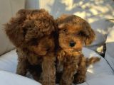 40 Günlük Koyu Renk Erkek Teacup Toy Poodle Yavrular