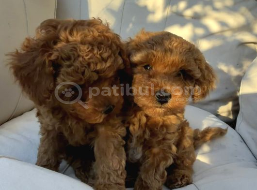 40 Günlük Koyu Renk Erkek Teacup Toy Poodle Yavrular