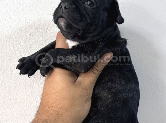 Safkan French Bulldog Bebekler görsel