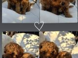 40 Günlük Koyu Renk Erkek Teacup Toy Poodle Yavrular