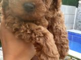 40 Günlük Koyu Renk Erkek Teacup Toy Poodle Yavrular