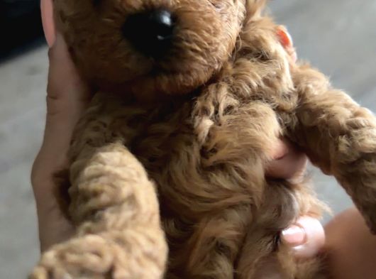 40 Günlük Koyu Renk Erkek Teacup Toy Poodle Yavrular görsel