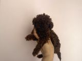 En İyisini Isteyene Dark Redbrown Kore Teacup Poodle
