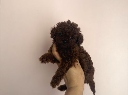 En İyisini Isteyene Dark Redbrown Kore Teacup Poodle görsel